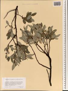 Ива, Монголия (MONG) (Монголия)