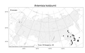 Artemisia koidzumii, Полынь Коидзуми Nakai, Атлас флоры России (FLORUS) (Россия)