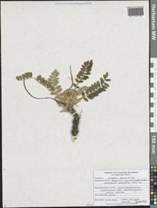 Астрагал пушистоцветковый (DC.) Soó, Восточная Европа, Центральный лесостепной район (E6) (Россия)