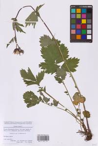 Гравилат речной L., Восточная Европа, Московская область и Москва (E4a) (Россия)