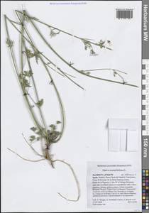 Malva tournefortiana L., Западная Европа (EUR) (Испания)