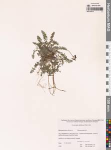 Остролодочник отклоненный  (Pall.) DC., Сибирь, Чукотка и Камчатка (S7) (Россия)