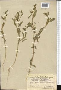 Крепкоплодник сирийский (L.) W.T.Aiton, Средняя Азия и Казахстан, Западный Тянь-Шань и Каратау (M3) (Казахстан)