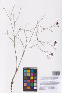 Delphinium consolida subsp. divaricatum (Ledeb.) A.Nyár., Восточная Европа, Нижневолжский район (E9) (Россия)