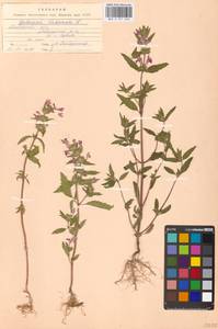 Пикульник ладанниковый L., Восточная Европа, Московская область и Москва (E4a) (Россия)