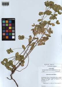 KUZ 001 657, Молочай острый L., Сибирь, Алтай и Саяны (S2) (Россия)