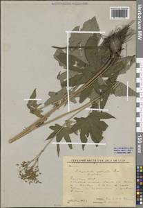 Filipendula digitata (Willd.) Bergmans, Сибирь, Якутия (S5) (Россия)