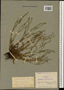 Незабудка воробейниколистная (Willd.) Hornem., Кавказ, Армения (K5) (Армения)