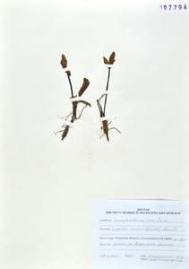 Lagotis glauca subsp. minor (Willd.) Hultén, Сибирь, Дальний Восток (S6) (Россия)