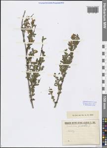 Chrysojasminum fruticans (L.) Banfi, Кавказ (без точных местонахождений) (K0) (Неизвестно)