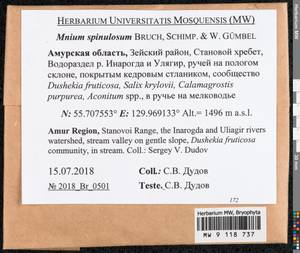 Mnium spinulosum Bruch & Schimp., Гербарий мохообразных, Мхи - Дальний Восток (без Чукотки и Камчатки) (B20) (Россия)