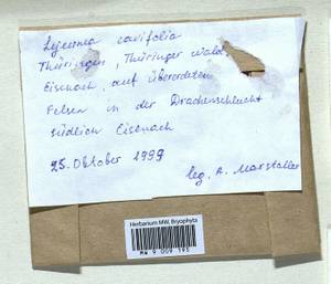 Lejeunea cavifolia (Ehrh.) Lindb., Гербарий мохообразных, Мхи - Западная Европа (BEu) (Германия)
