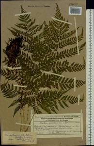 Dryopteris dilatata subsp. dilatata, Восточная Европа, Волжско-Камский район (E7) (Россия)