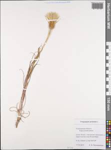 Козлобородник луговой L., Восточная Европа, Средневолжский район (E8) (Россия)