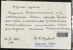 Didymodon validus Limpr., Гербарий мохообразных, Мхи - Якутия (B19) (Россия)