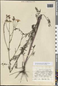 Якобея днепровская (DC.) B.Nord., Восточная Европа, Южно-Украинский район (E12) (Украина)