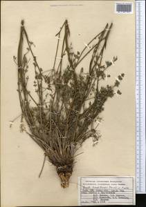 Ферула заилийская (Herder) Pimenov, Средняя Азия и Казахстан, Памир и Памиро-Алай (M2) (Киргизия)