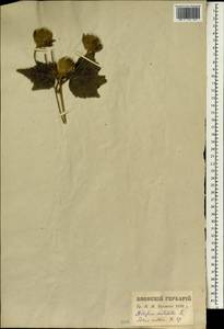 Hibiscus mutabilis L., Зарубежная Азия (ASIA) (Япония)