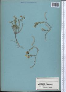 Остролодочник, Средняя Азия и Казахстан, Памир и Памиро-Алай (M2) (Узбекистан)