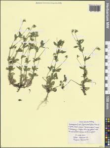 Фиалка полевая Murray, Кавказ, Черноморское побережье (от Новороссийска до Адлера) (K3) (Россия)