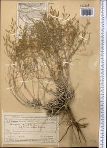 Полынь белоземельная Krasch., Средняя Азия и Казахстан, Муюнкумы, Прибалхашье и Бетпак-Дала (M9) (Казахстан)