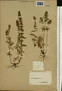 Змееголовник тимьяноцветковый L., Восточная Европа, Центральный лесостепной район (E6) (Россия)