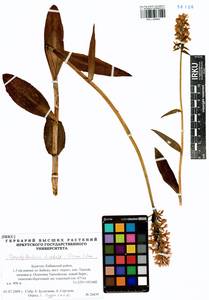Пальчатокоренник Фукса (Druce) Soó, Сибирь, Прибайкалье и Забайкалье (S4) (Россия)