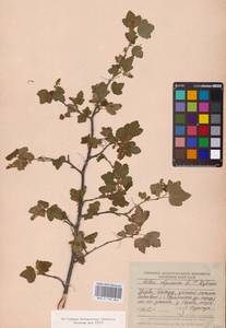 Смородина альпийская L., Восточная Европа, Эстония (E2c) (Эстония)