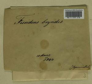 Fissidens bryoides Hedw., Гербарий мохообразных, Мхи - Западная Европа (BEu)