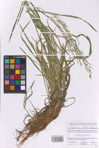 Манник замеченный Chevall., Восточная Европа, Московская область и Москва (E4a) (Россия)