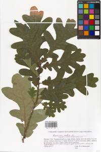 Дуб черешчатый, Дуб обыкновенный L., Восточная Европа, Московская область и Москва (E4a) (Россия)