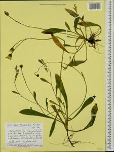 Pilosella acutifolia subsp. acutifolia, Восточная Европа, Московская область и Москва (E4a) (Россия)