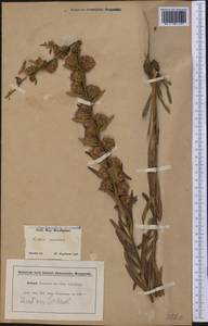 Liatris scariosa (L.) Willd., Америка (AMER) (США)