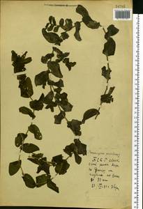 Рдест пронзеннолистный, Рдест стеблеобъемлющий L., Восточная Европа, Белоруссия (E3a) (Белоруссия)