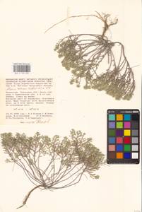 Odontarrhena tortuosa subsp. tortuosa, Восточная Европа, Нижневолжский район (E9) (Россия)