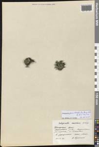 Selaginella graniticola Jie Yang bis & X.C.Zhang, Сибирь, Дальний Восток (S6) (Россия)