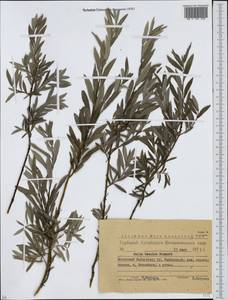 Ива, Сибирь, Западный (Казахстанский) Алтай (S2a) (Казахстан)