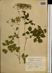 Thalictrum aquilegiifolium subsp. aquilegiifolium, Сибирь, Якутия (S5) (Россия)
