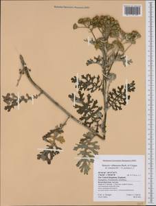 Dendrosenecio adnivalis subsp. friesiorum (Mildbr.) E. B. Knox, Западная Европа (EUR) (Великобритания)