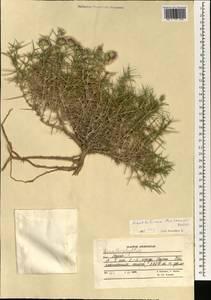 Acanthophyllum spinosum (Desf.) C. A. Mey., Зарубежная Азия (ASIA) (Афганистан)