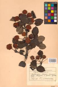 Груша обыкновенная, Груша садовая L., Восточная Европа, Западно-Украинский район (E13) (Украина)