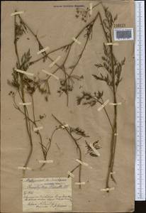 Бутень Прескотта DC., Средняя Азия и Казахстан, Северный и Центральный Казахстан (M10) (Казахстан)