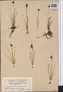 Ситник каштановый Sm., Средняя Азия и Казахстан, Джунгарский Алатау и Тарбагатай (M5) (Казахстан)