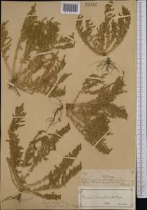 Spirobassia hirsuta (L.) Freitag & G. Kadereit, Средняя Азия и Казахстан, Муюнкумы, Прибалхашье и Бетпак-Дала (M9) (Казахстан)