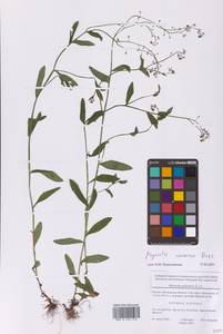 Незабудка дубравная Besser, Восточная Европа, Московская область и Москва (E4a) (Россия)