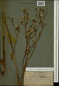 Lactuca macrophylla subsp. macrophylla, Кавказ, Армения (K5) (Армения)