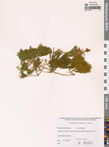 Дифазиаструм альпийский (L.) Holub, Сибирь, Чукотка и Камчатка (S7) (Россия)