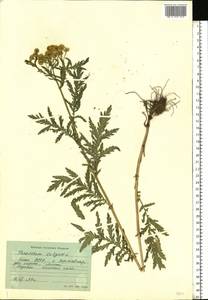 Пижма обыкновенная, Дикая рябинка L., Восточная Европа, Северный район (E1) (Россия)