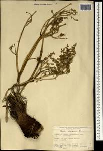 Ферула Друде Korovin, Зарубежная Азия (ASIA) (Турция)