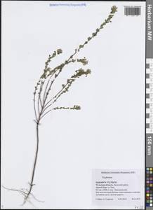 Очанка, Восточная Европа, Центральный район (E4) (Россия)